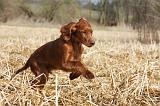 SETTER IRLANDAIS 521